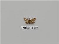 藏品(螟蛾204)的圖片